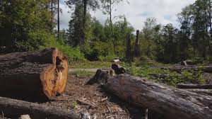 Professional Tree Services in Menomonie, WI