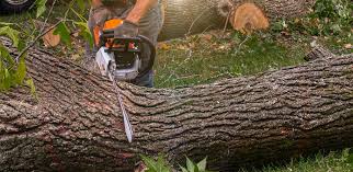 Best Storm Damage Tree Cleanup  in Menomonie, WI
