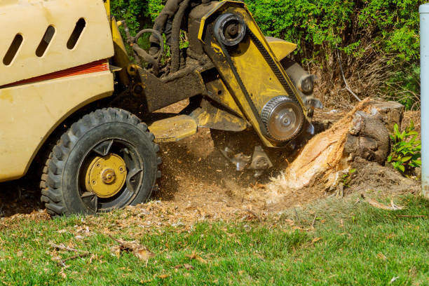 Best Lawn Disease Treatment  in Menomonie, WI