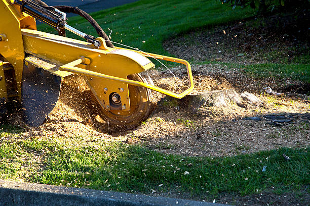 Best Tree Maintenance Programs  in Menomonie, WI