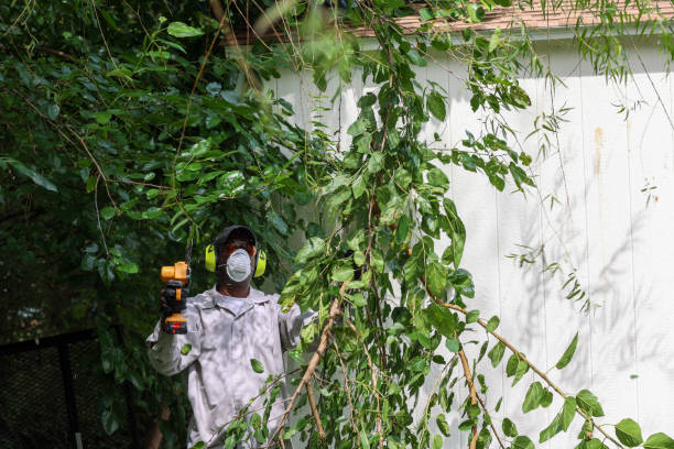 Best Tree Risk Assessment  in Menomonie, WI